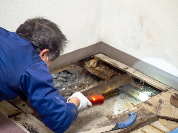 Mold Removal Process in Redwood Falls, MN