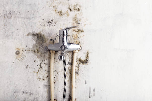 Best Certified Mold Removal  in Redwood Falls, MN
