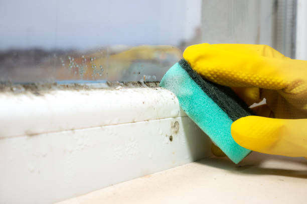 Best Local Mold Removal Service  in Redwood Falls, MN