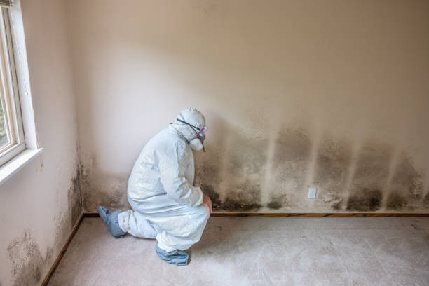Trusted Redwood Falls, MN Mold Removal Experts