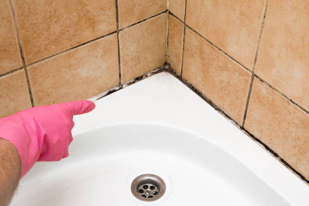 Crawl Space Mold Removal in Redwood Falls, MN