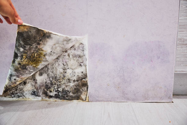 Best Mold Testing  in Redwood Falls, MN